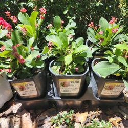 $4 Each Little Baby Plant Planters Crown Of Thorn Plant Succulent Jade Money Plant