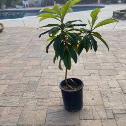 Heathy loquat tree 2-years old 