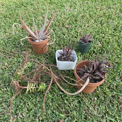 Free Outdoor Plants