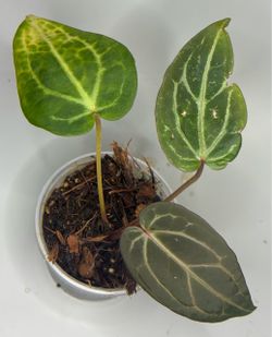 anthurium Sam’s dream X crystallinum