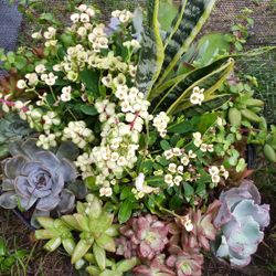 Succulent Mix