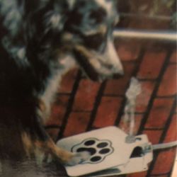 Pet Water Fountain for your dog or cat. Outdoor Water Bowl 