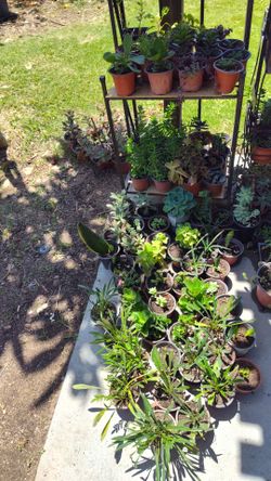 Plantas suculentas  en oferta