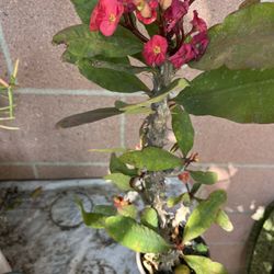 Corona De Cristo