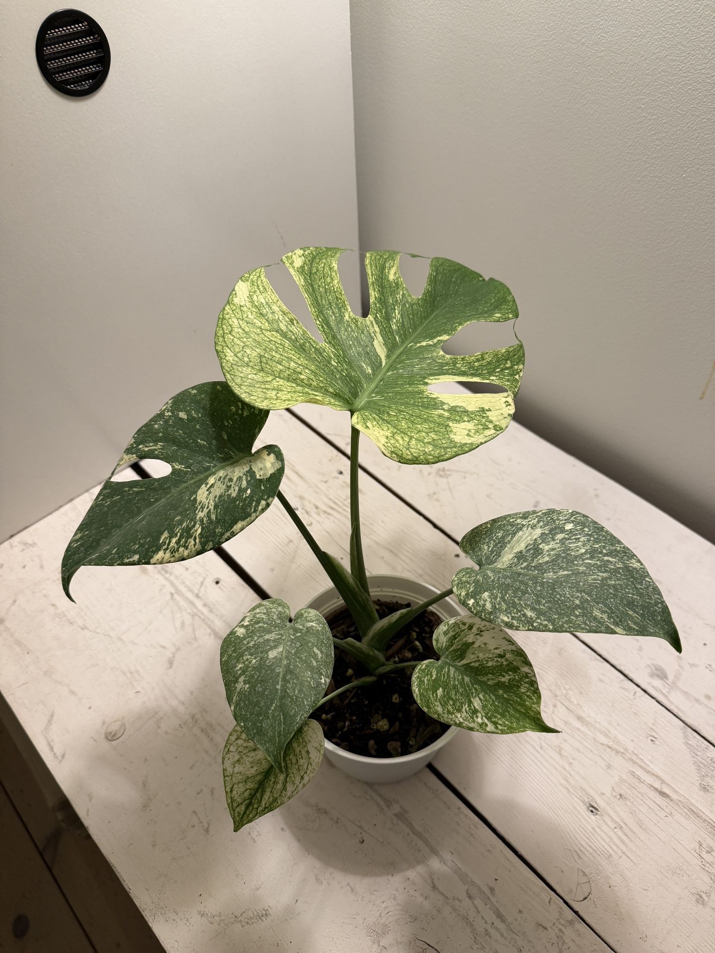 Monstera Deliciosa ‘Mint’ Variegated – 6” Pot 📍 Vancouver, WA 💰 $450 OBO