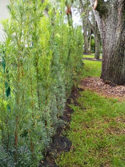 Podocarpus over 5 to 7 feet tall instant privacy hedge for fence minimum qty 50+