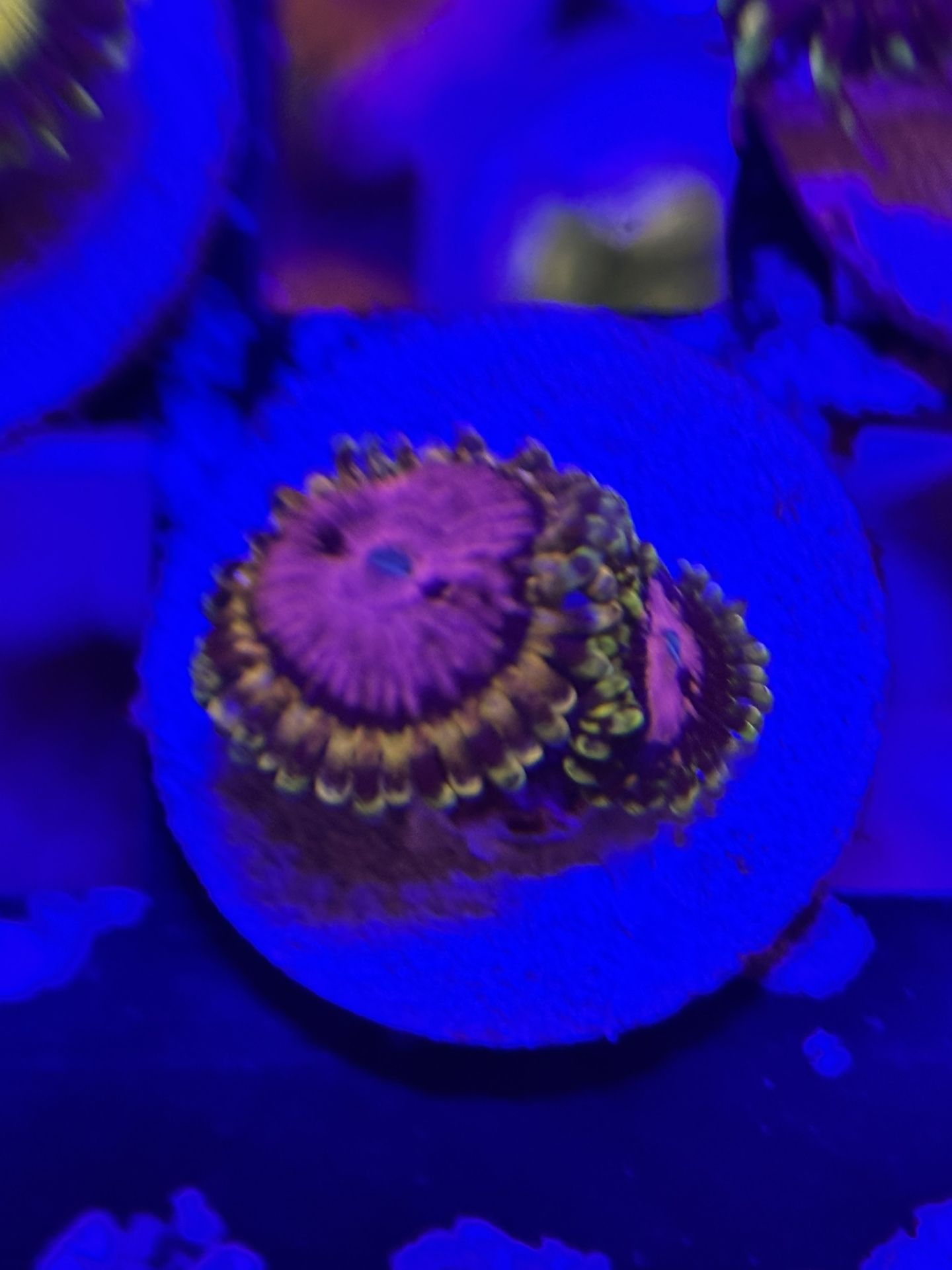 Fake Zoa Pack
