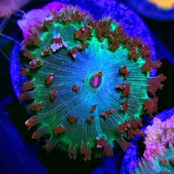 Blowtorch St Thomas Mushroom 