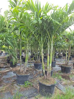 Christmas palms over 8 feet tall Instant privacy Hedge and decoration