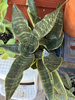 Maceta De Lengua De Suegra Muy Bonita 