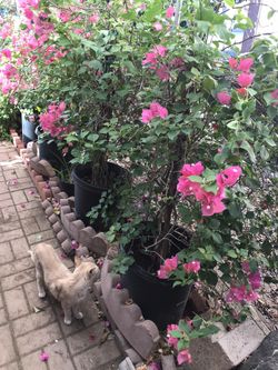 10 gallon pots of bougainvillea. $50 each.