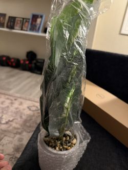Fake Plant