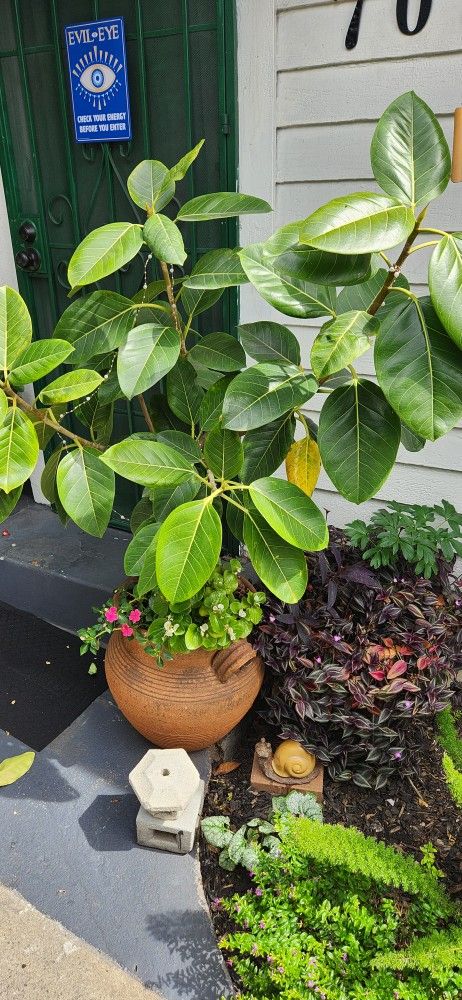 Altissima Ficus