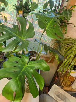 Monstera deliciosa- bare root