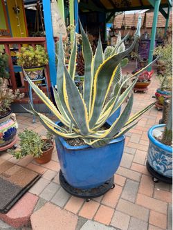 Agave Americana Variegated CENTURY Cactus Plant