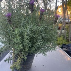 Lavender Plant 