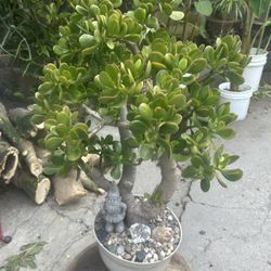 Succulents 
