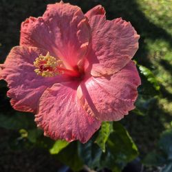 Large Flower Hibiscus