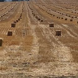 Hay Bales For Sale