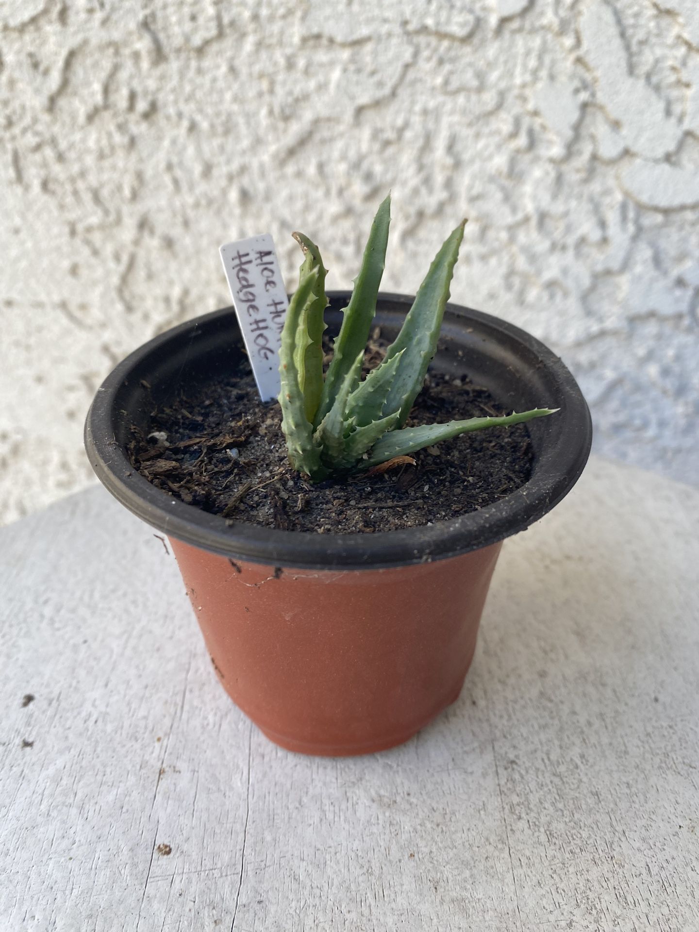 3 Inch Pot of Succulent Plant - Hedgehog Aloe - Aloe Humilis - Established & Rooted - Drought Resistant - 🪴