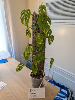 Plants!