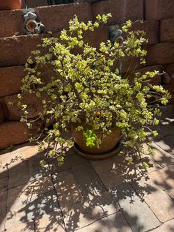 Beautiful plant