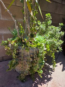 5 feet Palma with suculent Plants mix