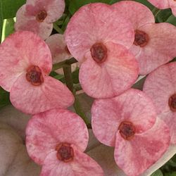 Corona De Cristo De Cemilla En Bote De 15