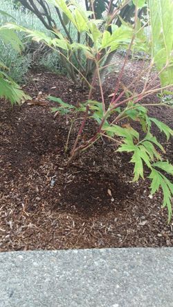 I need a 4gauge amplifier wireing kit