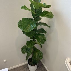Real Live Healthy 6’6” Fiddle Leaf Fig Tree Plant