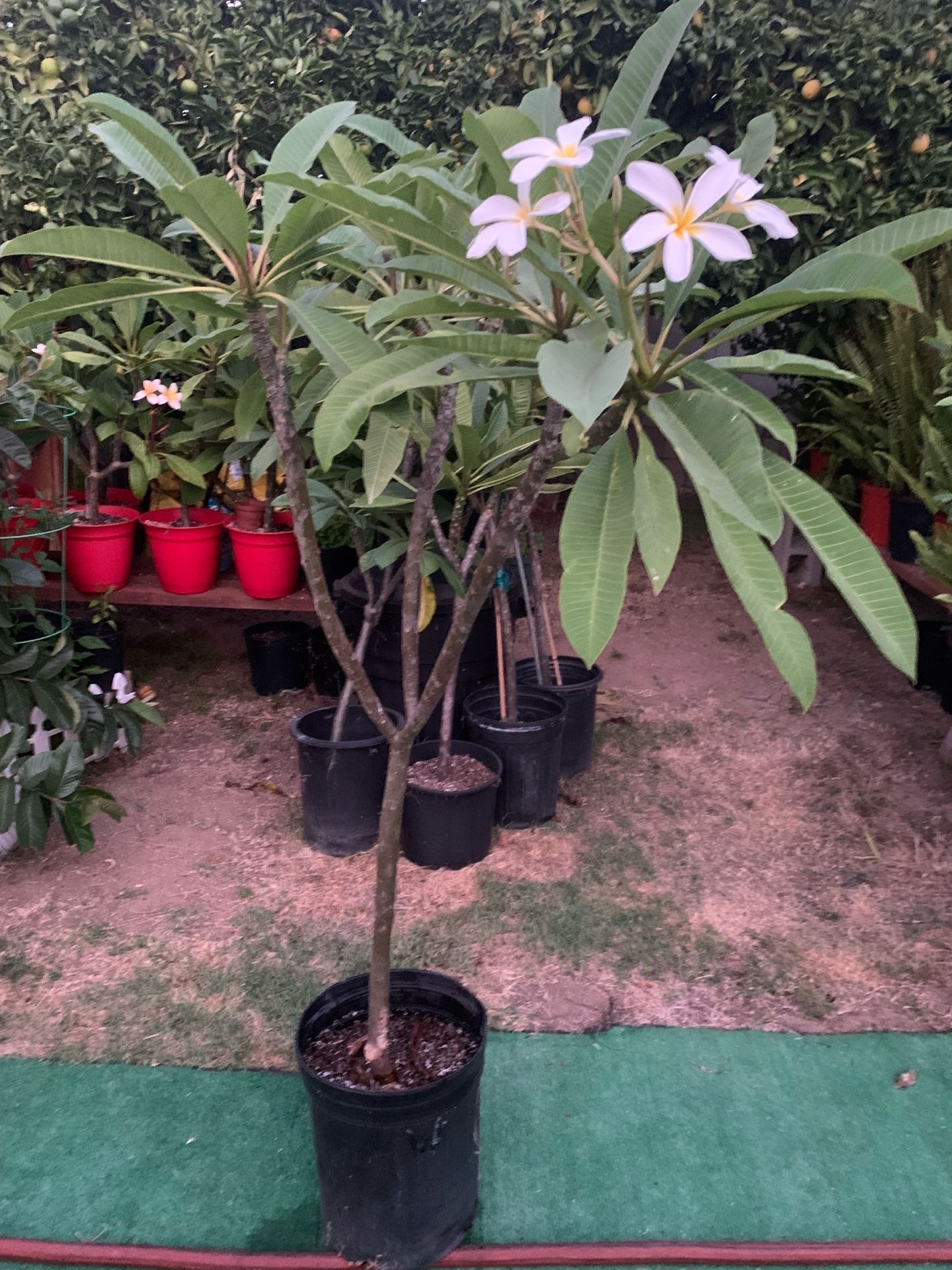Large Plumeria Tree
