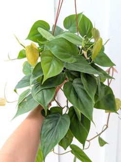 Philodendron Cordatum Heart Leaf Plant 6" Pot - Indoor House Plants