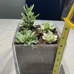 Succulent Plants & Vase 