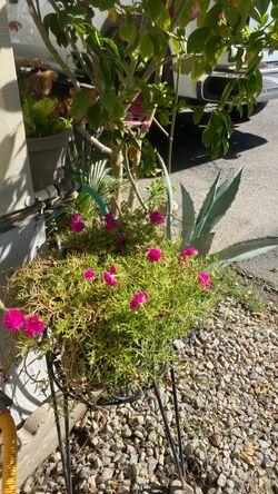 Agave plants/ flowers