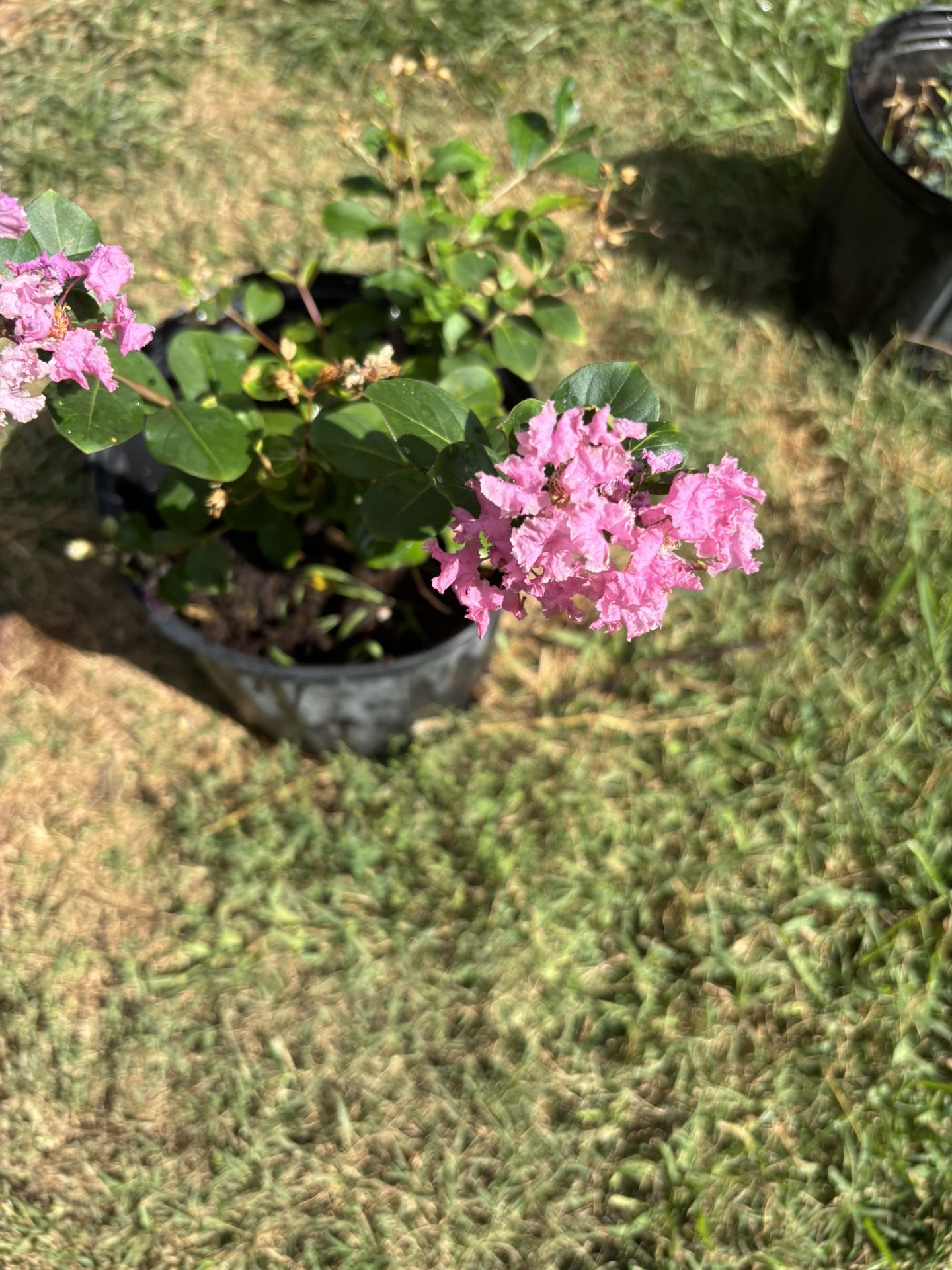 Plant
