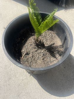 Sago Palm