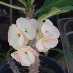 Corona De Cristo De Flor Mediana $30