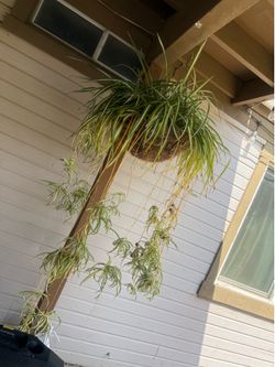 Spider plant/planta de araña