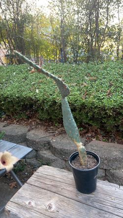 Cow’s tongue cactus. S.W.Arl