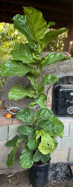 Fiddle Leaf Fig Tree