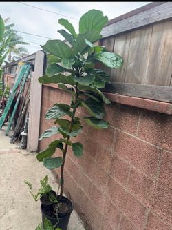 Fiddle Leaf