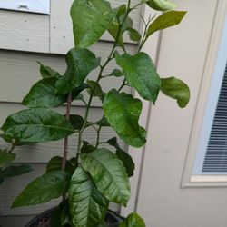 Lemon 🍋 Organic Tree 