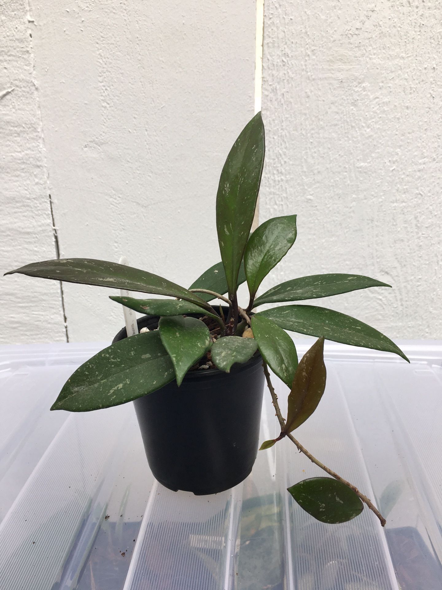 Hoya pubicalyx ‘Royal Hawaiian’ plant in 4” pot