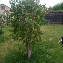 Ficus Tree 7 Ft   80 Dollar  Nesecita Sacarlo