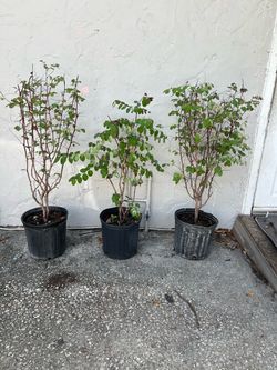 3 Snow Bushes (Breynia Disticha)