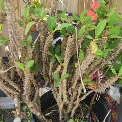 Crown of Thorns Plant
