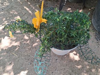 Topieres plant.