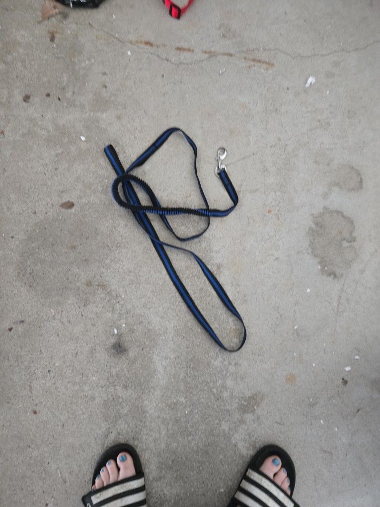 Long Blue Leash With Built In Bungie