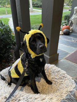 DOG COSTUME