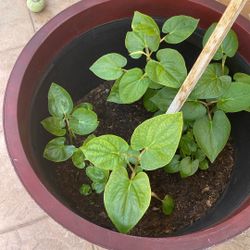 Betel Leaves Cutting With Roots